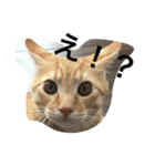 動物たちのリアクション（個別スタンプ：1）
