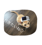 動物たちのリアクション（個別スタンプ：3）