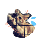 動物たちのリアクション（個別スタンプ：5）