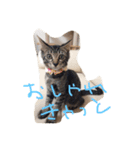 はつねときじね、時々くろね（個別スタンプ：4）
