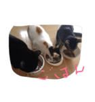 はつねときじね、時々くろね（個別スタンプ：7）