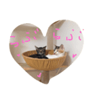 はつねときじね、時々くろね（個別スタンプ：8）