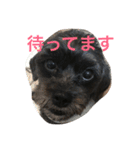 シープーと仲間たち（個別スタンプ：1）