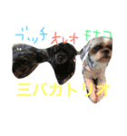 シープーと仲間たち（個別スタンプ：5）