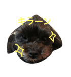 シープーと仲間たち（個別スタンプ：12）