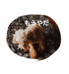 毎日チョコ（個別スタンプ：5）