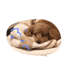 毎日チョコ（個別スタンプ：12）