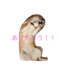 うわさのあんず（個別スタンプ：1）
