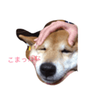 うわさのあんず（個別スタンプ：2）
