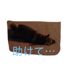 うわさのあんず（個別スタンプ：3）