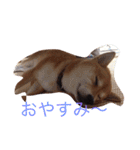 うわさのあんず（個別スタンプ：4）