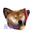 うわさのあんず（個別スタンプ：10）