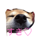 うわさのあんず（個別スタンプ：13）