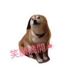 うわさのあんず（個別スタンプ：14）