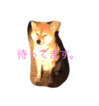 うわさのあんず（個別スタンプ：15）