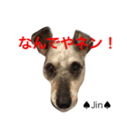 シュナ夫婦だよ‼️（個別スタンプ：6）