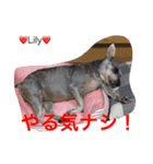 シュナ夫婦だよ‼️（個別スタンプ：10）