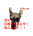 シュナ夫婦だよ‼️（個別スタンプ：14）
