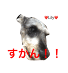 シュナ夫婦だよ‼️（個別スタンプ：15）
