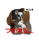 シュナ夫婦だよ‼️（個別スタンプ：16）
