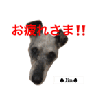 シュナ夫婦だよ‼️（個別スタンプ：18）