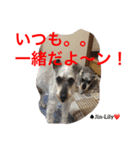 シュナ夫婦だよ‼️（個別スタンプ：20）
