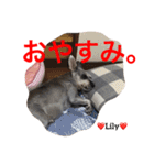 シュナ夫婦だよ‼️（個別スタンプ：22）