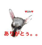 シュナ夫婦だよ‼️（個別スタンプ：24）