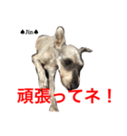 シュナ夫婦だよ‼️（個別スタンプ：27）
