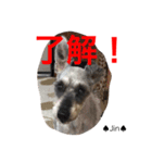 シュナ夫婦だよ‼️（個別スタンプ：28）