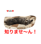 シュナ夫婦だよ‼️（個別スタンプ：32）