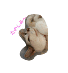 ミクさん(よく使う言葉)（個別スタンプ：1）