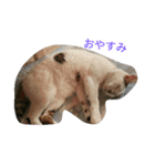 ミクさん(よく使う言葉)（個別スタンプ：3）