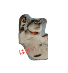 ミクさん(よく使う言葉)（個別スタンプ：5）