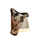 ミクさん(よく使う言葉)（個別スタンプ：6）