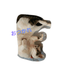 ミクさん(よく使う言葉)（個別スタンプ：7）