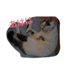 ミクさん(よく使う言葉)（個別スタンプ：8）