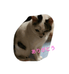 ミクさん(よく使う言葉)（個別スタンプ：9）