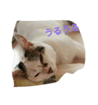 ミクさん(よく使う言葉)（個別スタンプ：10）