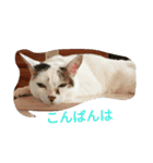 ミクさん(よく使う言葉)（個別スタンプ：15）