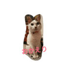 ミクさん(よく使う言葉)（個別スタンプ：19）
