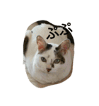 ミクさん(よく使う言葉)（個別スタンプ：20）