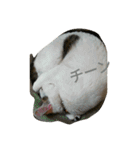 ミクさん(よく使う言葉)（個別スタンプ：21）