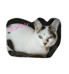 ミクさん(よく使う言葉)（個別スタンプ：26）