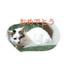 ミクさん(よく使う言葉)（個別スタンプ：28）