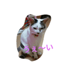 ミクさん(よく使う言葉)（個別スタンプ：29）