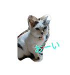 ミクさん(よく使う言葉)（個別スタンプ：31）