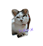 ミクさん(よく使う言葉)（個別スタンプ：32）