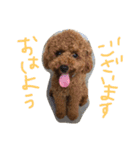ロイ（個別スタンプ：1）