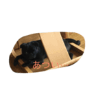 黒パグのハルと猫のクッキー（個別スタンプ：5）